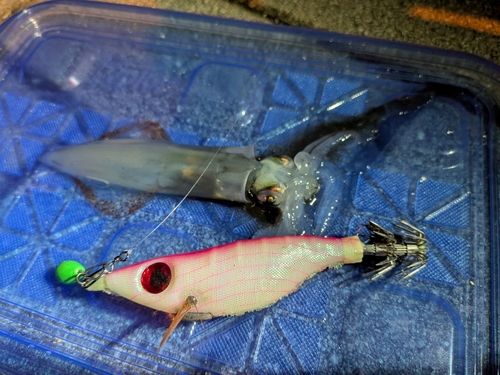 ヒイカの釣果