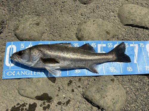 スズキの釣果