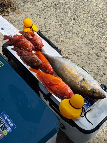 ショゴの釣果