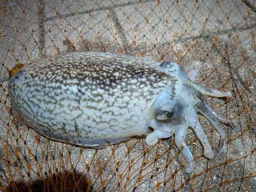 コウイカの釣果