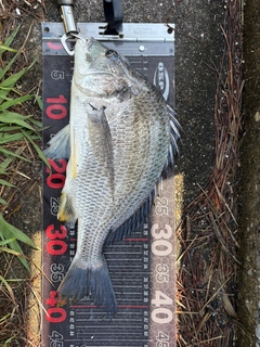 チヌの釣果