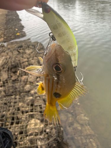 ヤマトビーの釣果