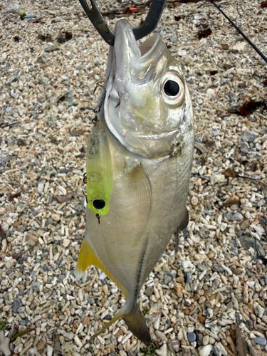 メッキの釣果