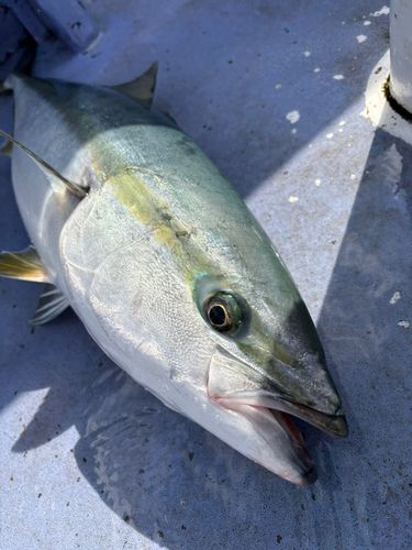 ワラサの釣果