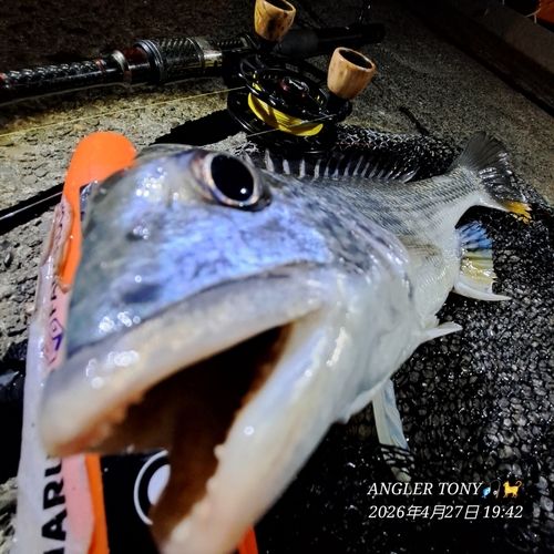 キビレの釣果