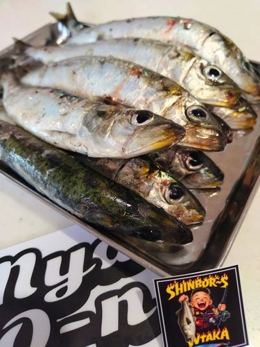 イワシの釣果