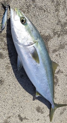 イナダの釣果