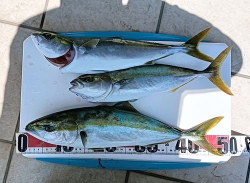 イナダの釣果