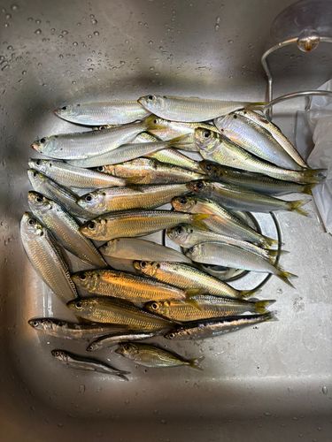 ママカリの釣果