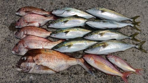 マダイの釣果