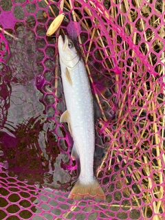 アメマスの釣果