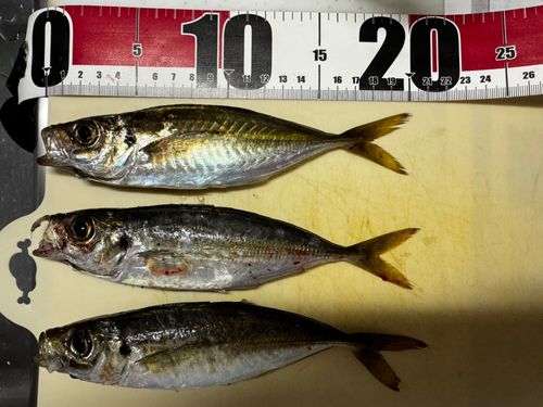 マアジの釣果