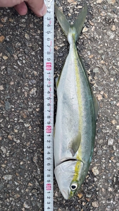 コゾクラの釣果