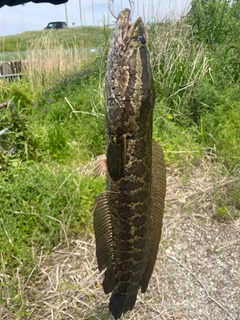 ライギョの釣果