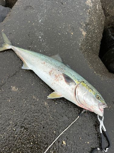 ブリの釣果