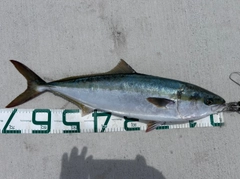 メジロの釣果