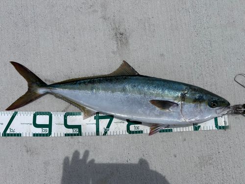 メジロの釣果