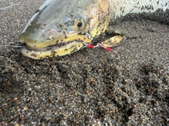 アメマスの釣果