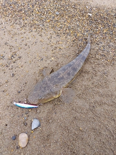 マゴチの釣果