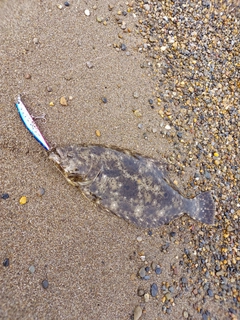 ソゲの釣果