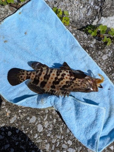 チャイロマルハタの釣果