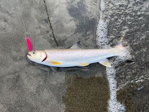 アメマスの釣果