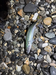 サバの釣果