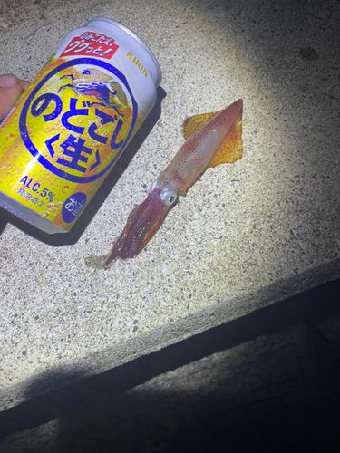 ヒイカの釣果