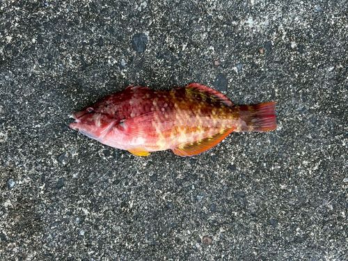 ベラの釣果
