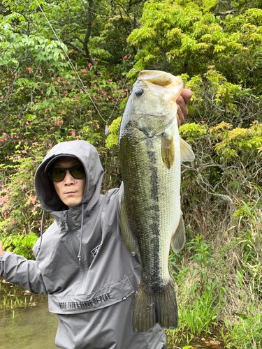 宇和島湾で釣れたブラックバスの釣り・釣果情報 - アングラーズ | 釣果
