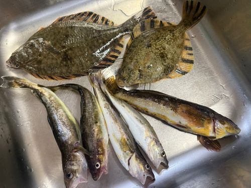 カレイの釣果