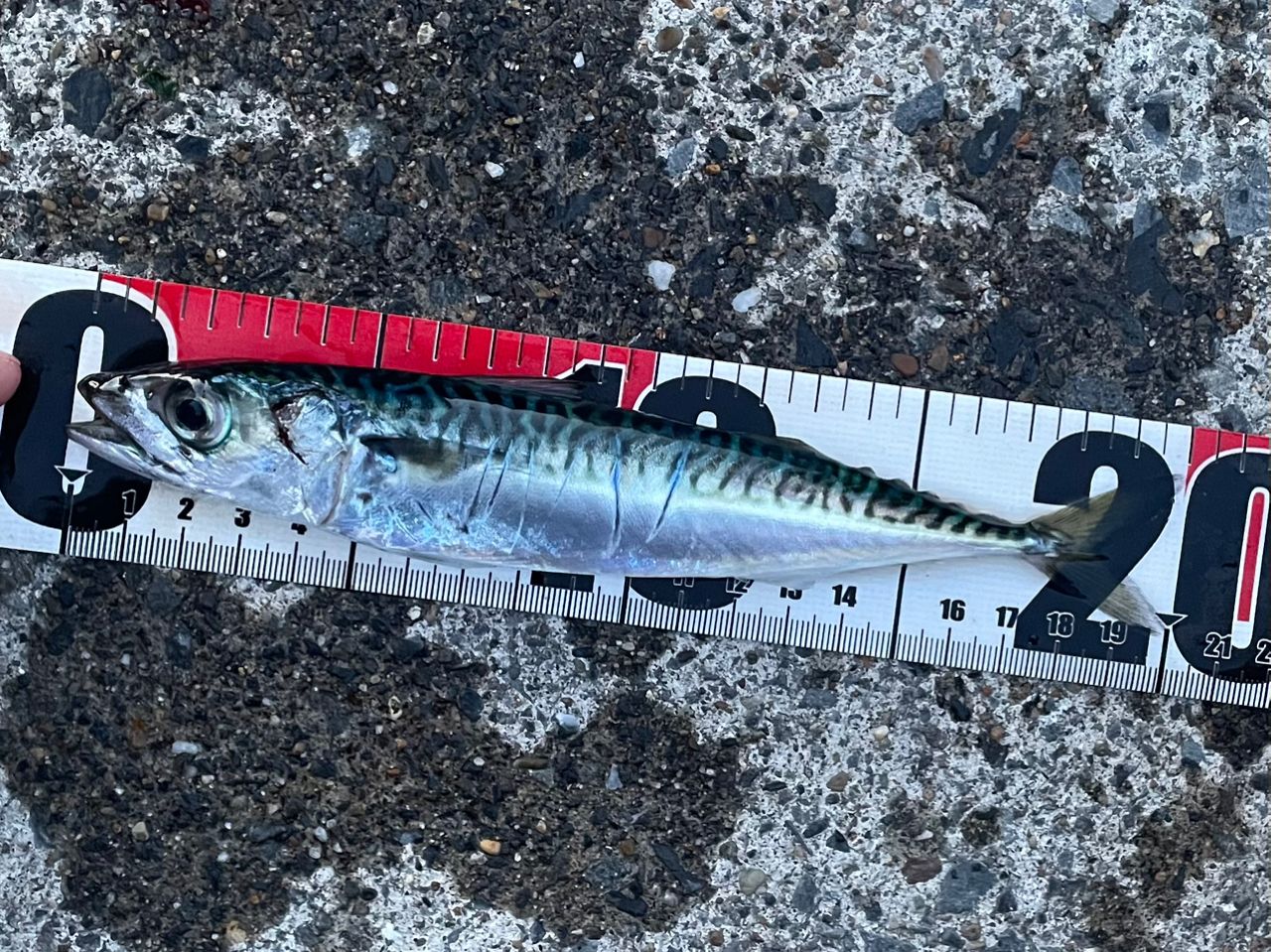 DAIWA 15リバティクラブ サーフ T 20号-360・Kの最安値・インプレ