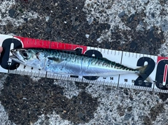 サバの釣果
