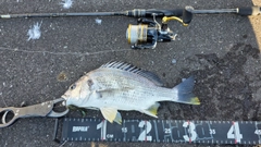 キビレの釣果