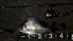 キビレの釣果