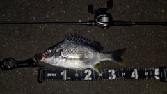 キビレの釣果