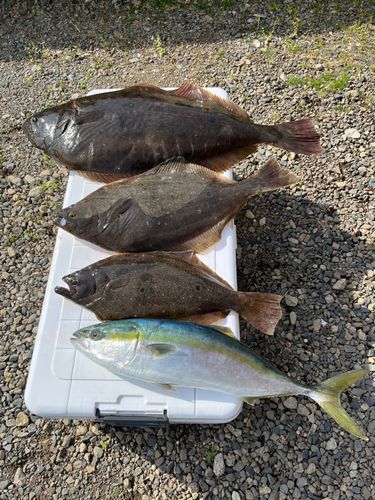 ヒラメの釣果