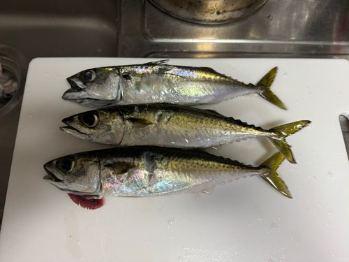 サバの釣果