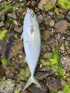 イナダの釣果
