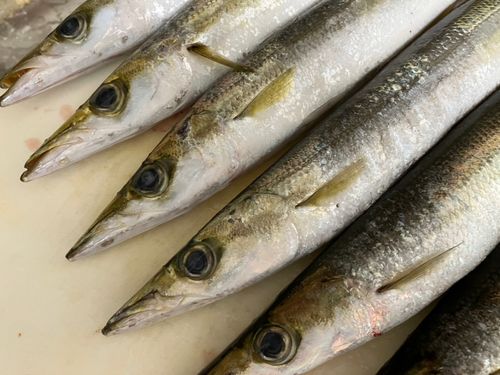 カマスの釣果