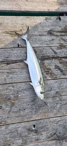 サゴシの釣果