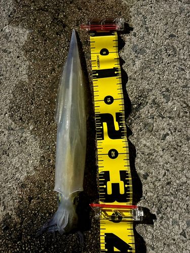 ヤリイカの釣果