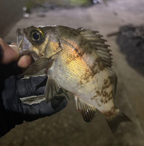 メバルの釣果