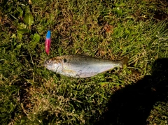 コノシロの釣果