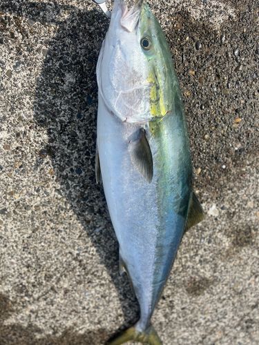 ブリの釣果