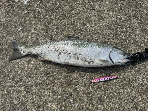 サクラマスの釣果
