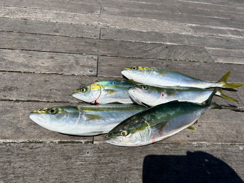 イナダの釣果