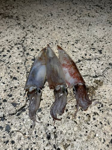 ヤリイカの釣果