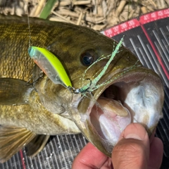 スモールマウスバスの釣果