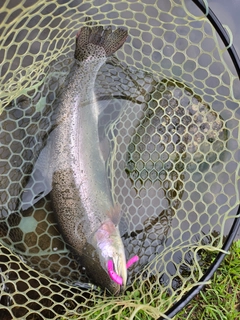 ニジマスの釣果